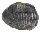 Austerops Trilobite Fossil - Rock Removed #55872-2
